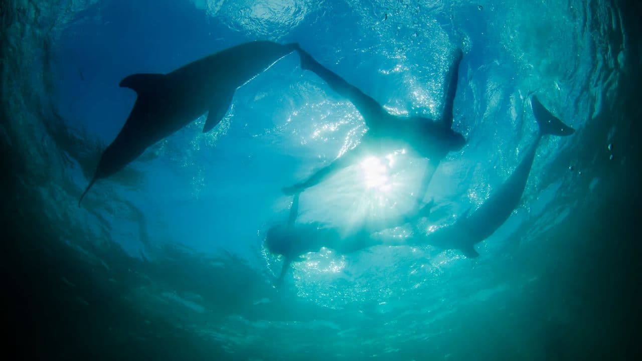 Plavat s delfíny v Punta Cana — Guided tour and outdoor activity