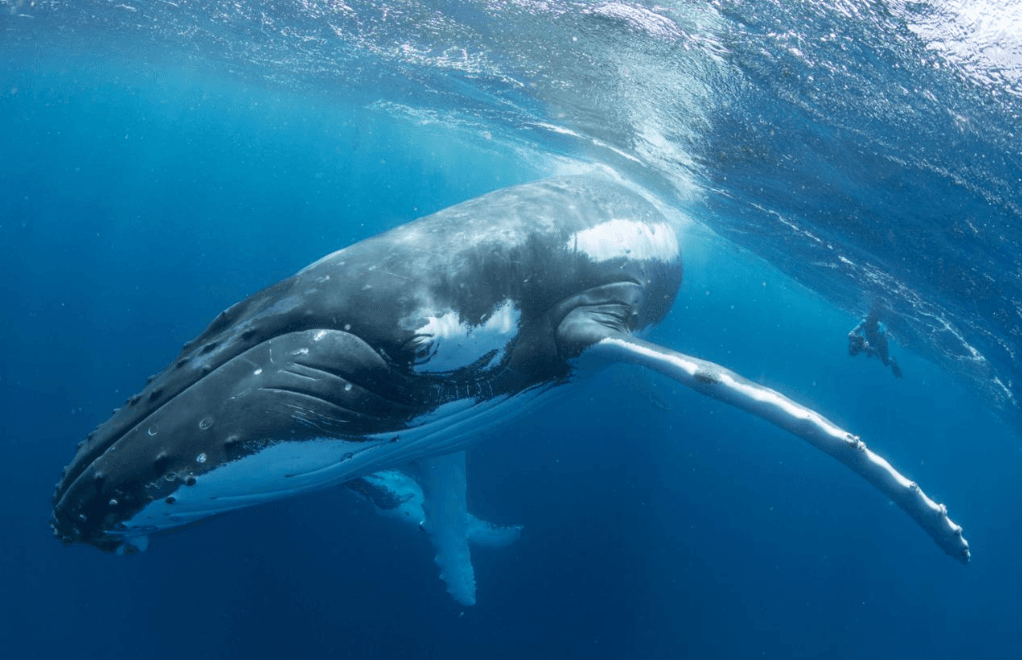 How Do Humpback Whales Communicate Through Body Movements? - Punta Cana Tours Guide Guide