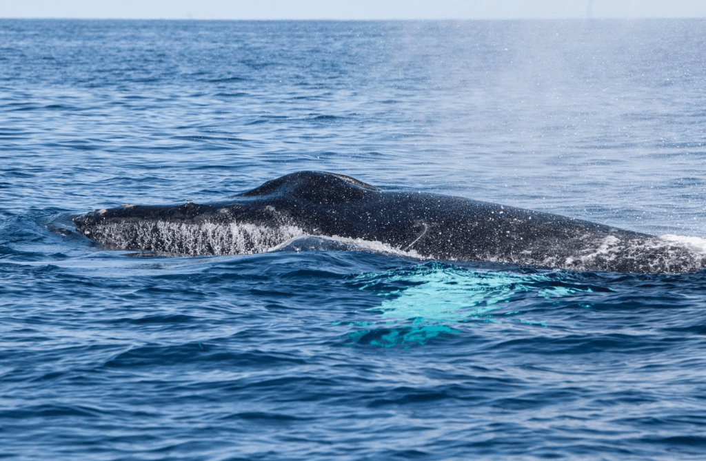 Ki jan syantis yo etidye apèl balèn nan Samaná Bay