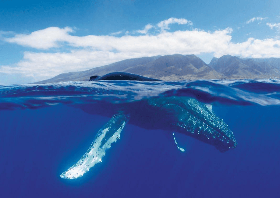 How Do Humpback Whales Use Their Tail Flukes to Swim? - Punta Cana Tours Guide Guide