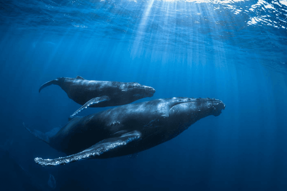 ¿Por qué las ballenas jorobadas tienen golpes en la cabeza? - Punta Cana Tours Guide Guide