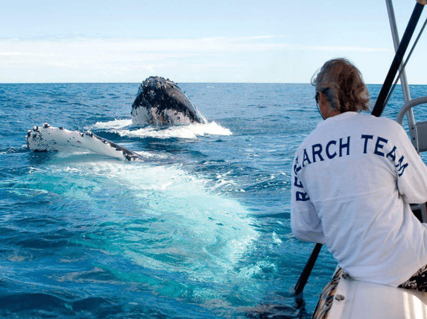 Why Do Humpback Whales Make Sounds Underwater? - Punta Cana Tours Guide Guide