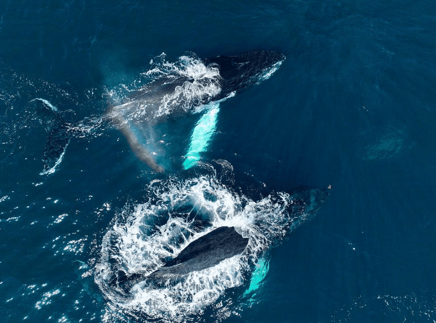 Jusqu’où les sons des baleines à bosse voyagent-ils sous l’eau ? - Punta Cana Tours Guide Guide