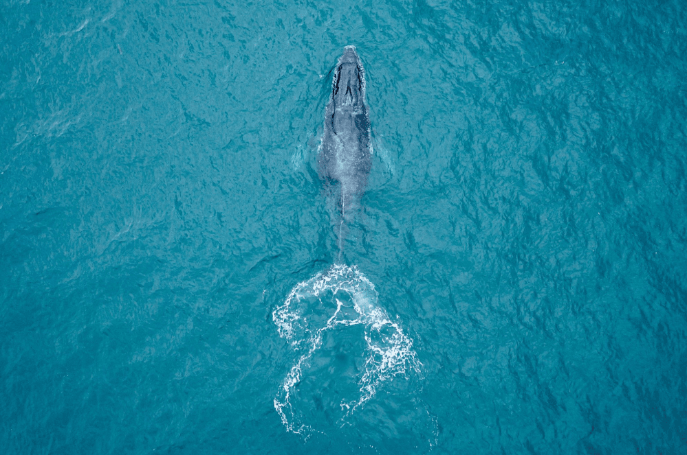 Why Humpback Whales Sometimes Surface at a Steep Angle - Punta Cana Tours Guide Guide