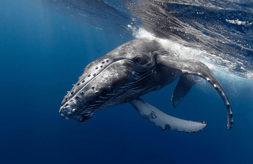 Kijan Kondisyon Oseyan yo afekte avizyon balèn nan Samaná Bay - Punta Cana Tours Guide Guide