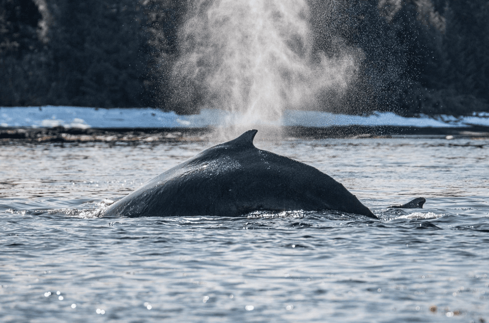 How Humpback Whales Use Different Parts of Samaná Bay - Punta Cana Tours Guide Guide