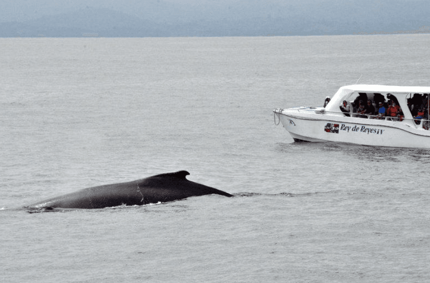 Why Do Humpback Whales Have Long Flippers? - Punta Cana Tours Guide Guide