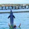 Punta Cana Dolphin Swim Adventure: 40-min Dolphin Experience - obrazek 18