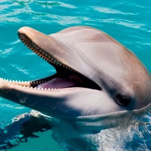 PUNTA CANA TOURS GUIDE 15 Puerto Plata: Pase de un día para el Parque de Aventuras Ocean World