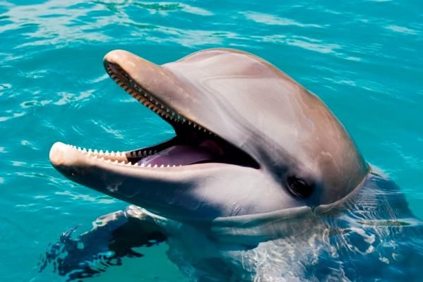 Puerto Plata: Passe de um dia para o parque Ocean World Adventure