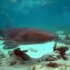 Punta Cana: Marinarium Snorkeling Cruise - immagine 4