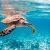 Discover Saona Island: Enjoy The Paradise - Image 4
