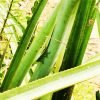Puerto Plata Trekking - Experience of Nature and Folklore - obrazek 5
