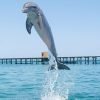 Punta Cana Dolphin Swim Adventure: 40-min Dolphin Experience - obrazek 9