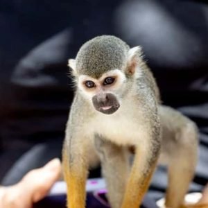 Punta Cana: Monkeyland Half-Day Tour with Snacks and Guide
