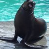 Puerto Plata Ocean World Tickets - Image 2