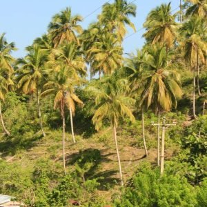 Las Terrenas: Tour Privado en ATV por el Sendero del Café en Samaná