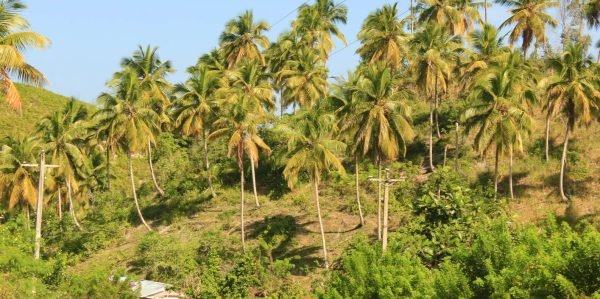 Las Terrenas: Samana: Yksityinen kahvipolun ATV-kierros Samanassa