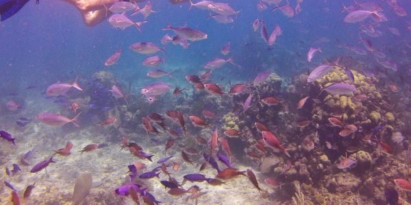 La Romana: Excursión de un día a la Isla Catalina para hacer snorkel