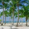 Punta Cana: Catamaran Boat to Saona Island with Buffet Lunch - Image 4