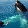 From Punta Cana: Samana Cayo Levantado / Whales - Image 4