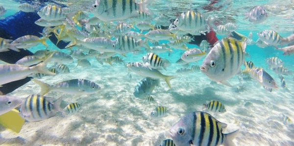 Cayo Arena: Visita à Ilha Paraíso Sosua ou Cabarete