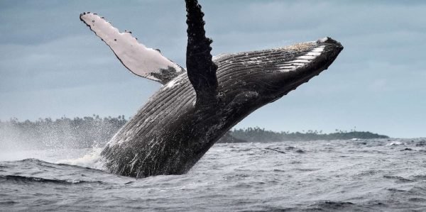 Samana: obserwacja wielorybów i całodniowa wycieczka do Cayo Levantado
