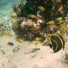 Punta Cana y bayahibe : Catalina Island with Snorkeling – Image 6