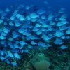 From Punta Cana: Private Catamaran Catalina Island Full-Day - Image 9